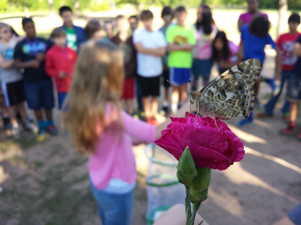 Picture of butterfly